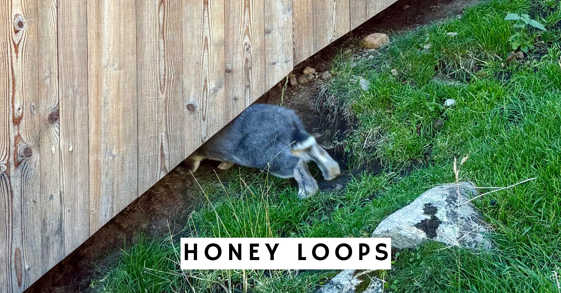 Honey Loops