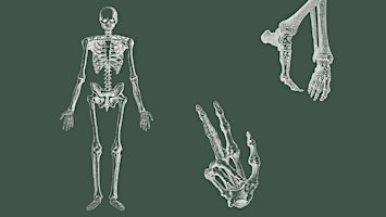 Anatomy for Artists