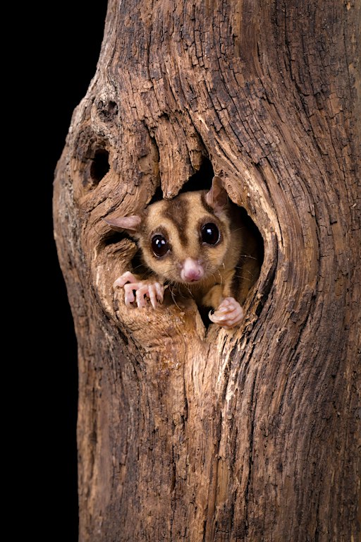 Hollow is a Home - Lane Cove Bush Kids