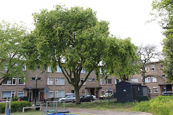 Rondleiding/wandeling door de Notenbuurt