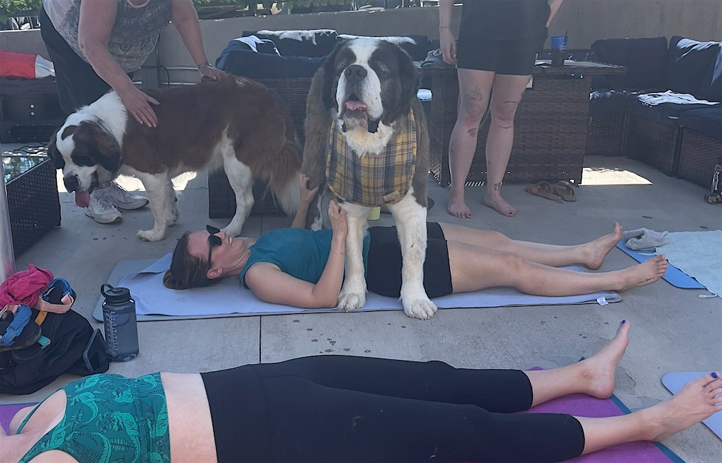 Saint Bernard Yoga at Spenga!