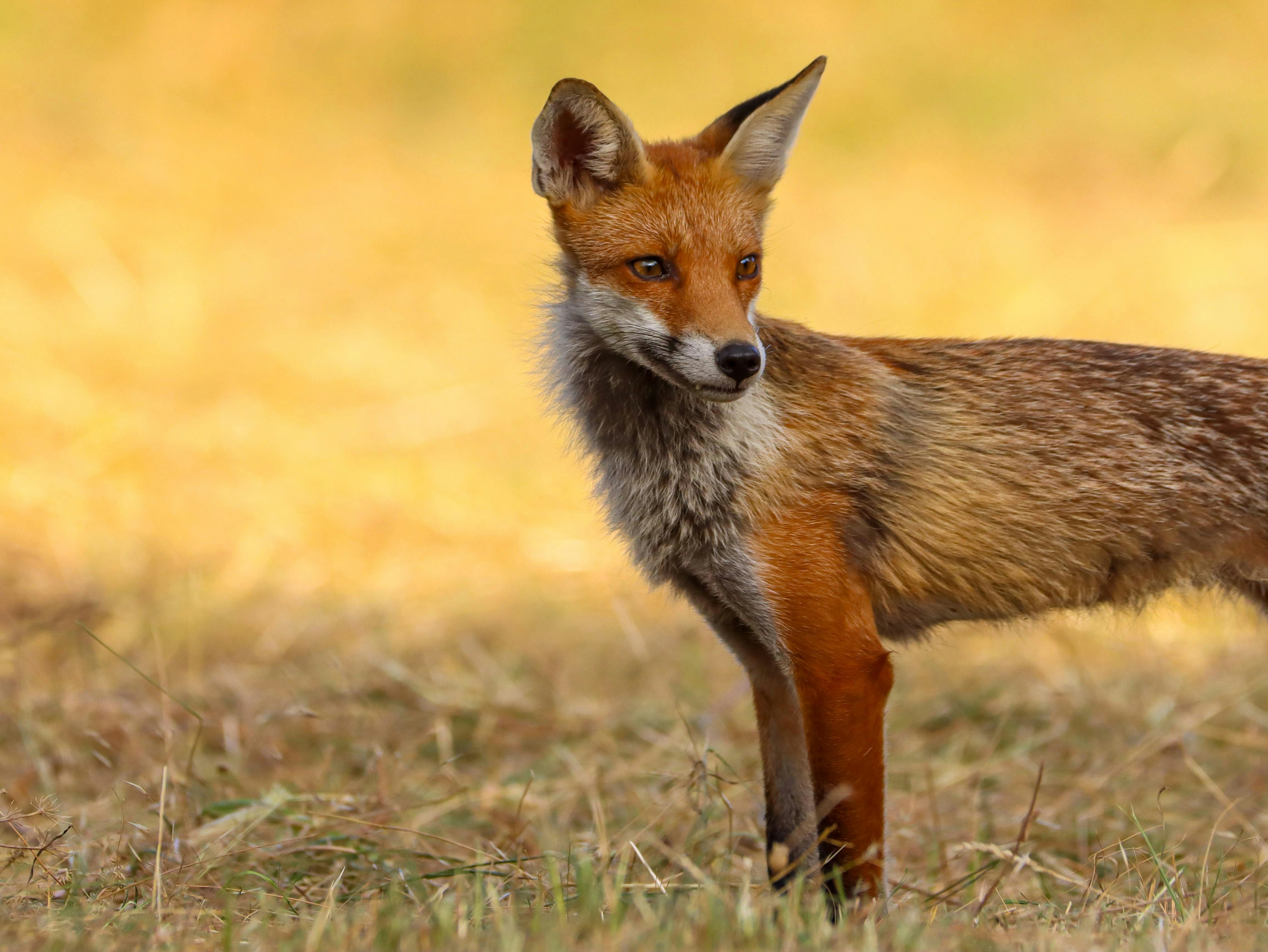 East London Wildlife Photography Workshop