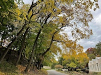Fall Tree Walk at Elmwood Cemetery