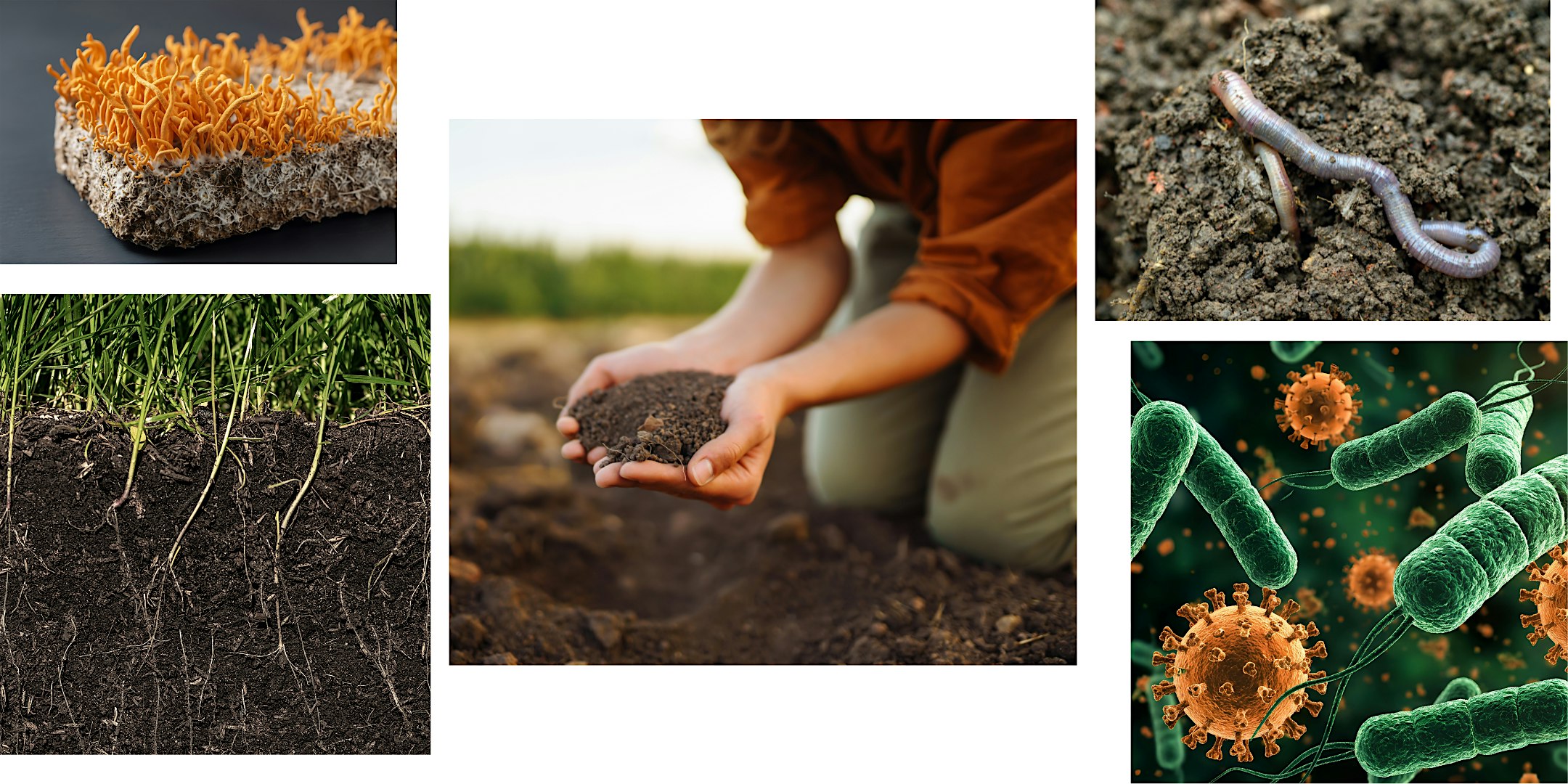 Plant Science Basics Series: Part 2 -  Soil Health & Structure