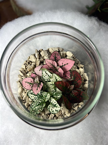Terrarium Building Workshop- Create with Cypress Grove Exotics!