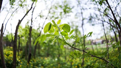 Sortie "À la découverte de la biodiversité en ville" à Mulhouse