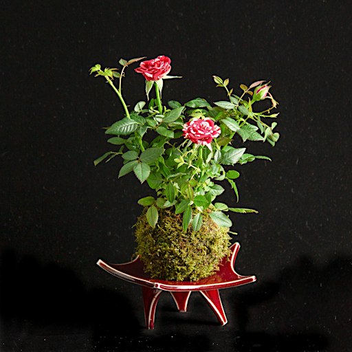 Workshop on Moss Ball Kusamono with Shrubs