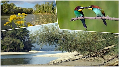 Hike & Learn: Hainburg Wetlands