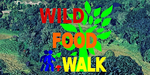September Sea Mills (Bristol) Wild Food Foraging/ Forager Walk.