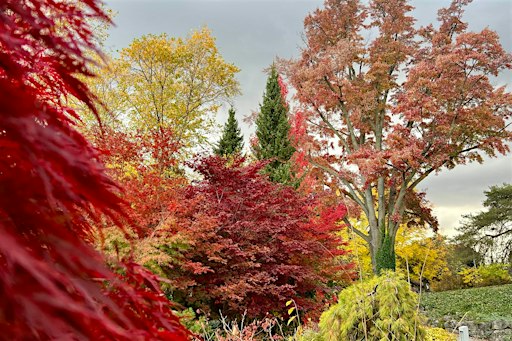 Forest Bathing at the Garden