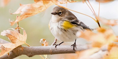 Tuesday Evening Fall Migration Bird Walk Series - Brooklyn