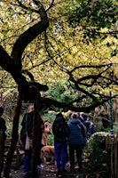 Bomen die doen dromen