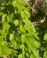 The Magic of Herbs for Sleep & Dream Support (an Herbal Garden Class in SF)