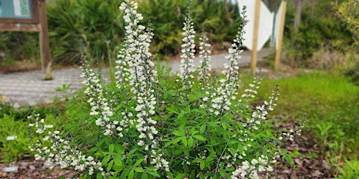 Bay Friendly Landscaping