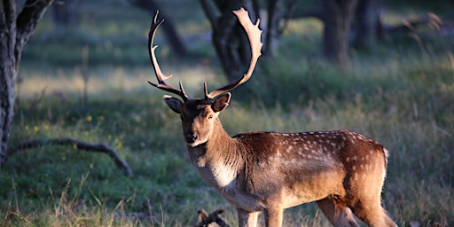 Ga je 21 okt mee op  WWF excursie naar de Damherten? Het is de bronsttijd!