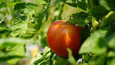 Gol! Atlanta: A Fundraising Campaign for Five Points Farm