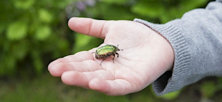 4000 espèces d'insectes à Bruxelles ! Zoom sur le Jardin botanique Jean Massart.