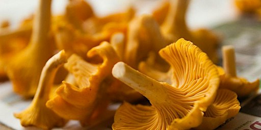 Mushroom Foraging 101