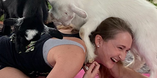 Goat Yoga Outside at Lakewood Brewing Company, Garland - bring your own mat