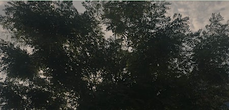 Het Vrijhedenbos