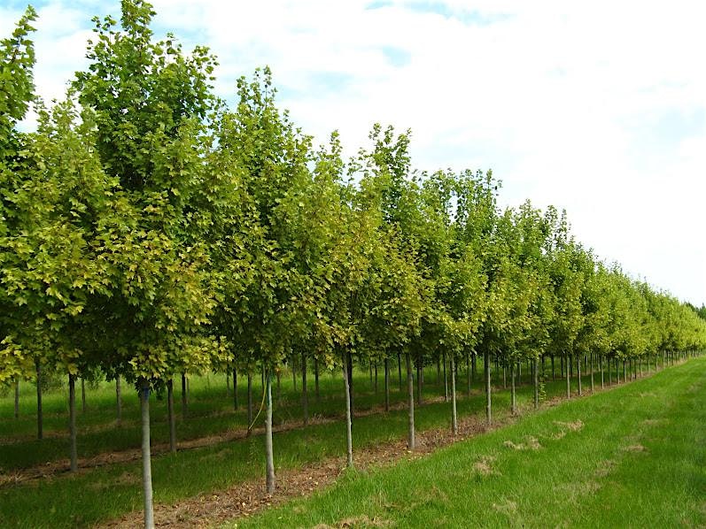 Backyard Trees 101: Right Tree, Right Place
