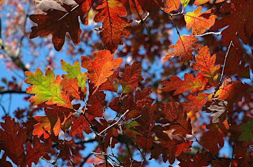 Great Oaks