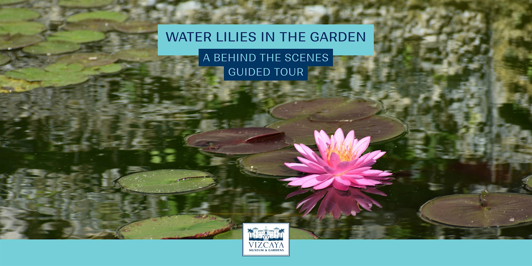 Water Lilies in the Garden: A Behind the Scenes Guided Tour