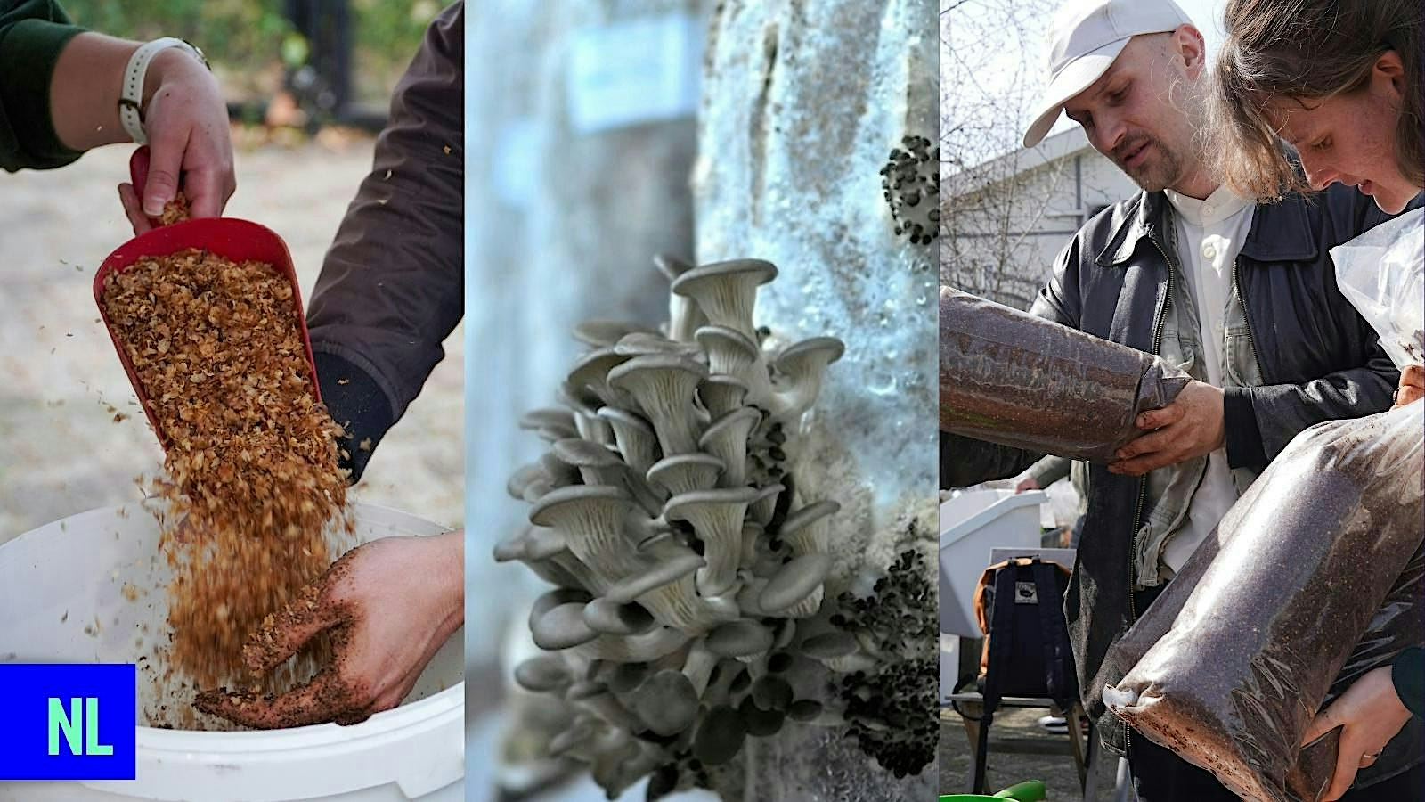 Workshop: grow your own mushroom with Rotterzwam
