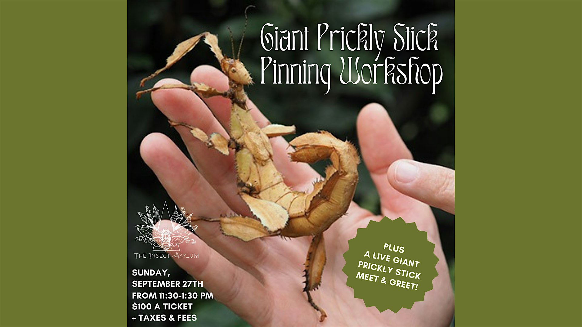 Giant Prickly Stick Bug Pinning Workshop + LIVE Meet and Greet!