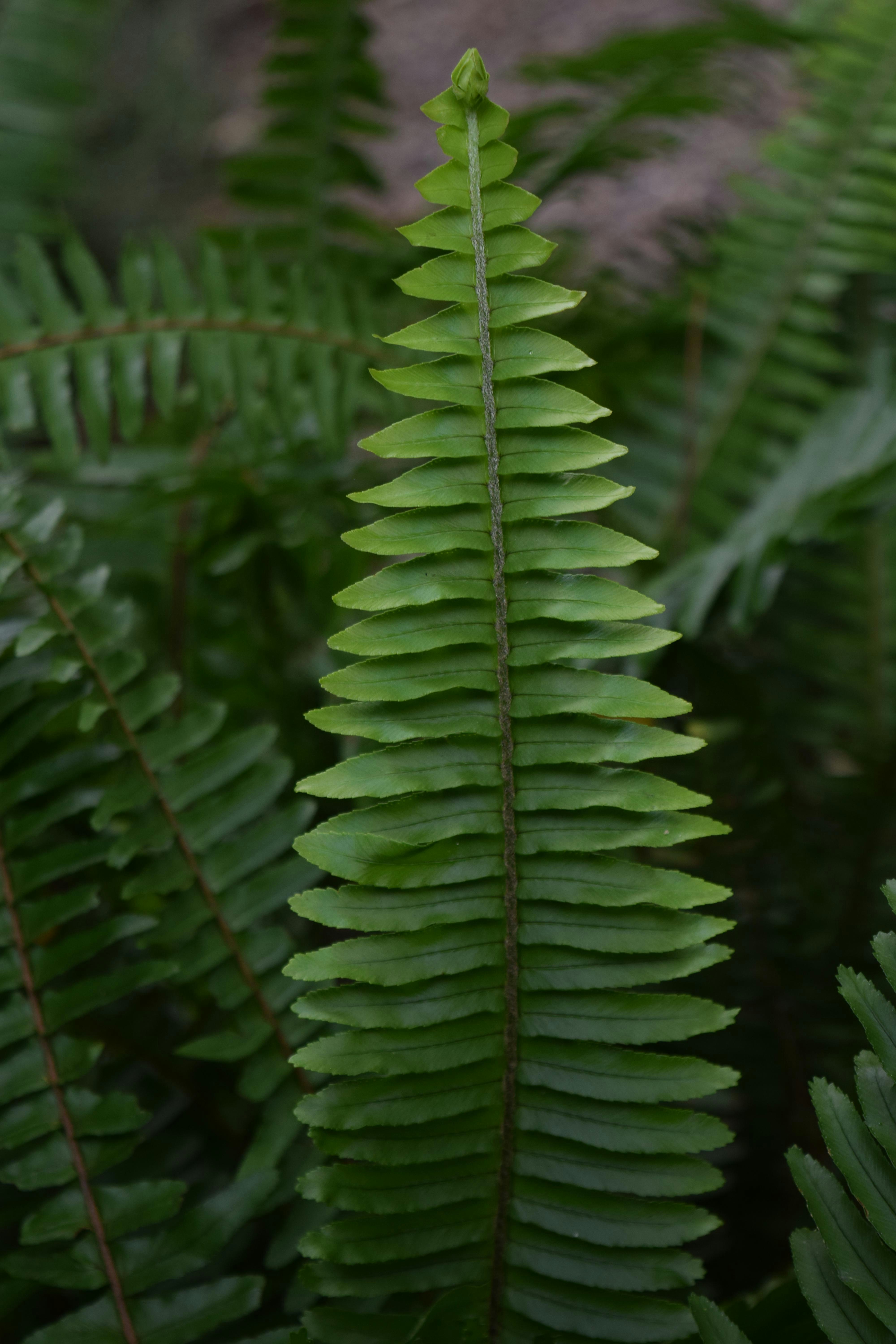 Botanici in missione (visita guidata dai 7 ai 13 anni). Durata 1h e mezza
