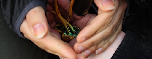 Halloween Special: Introduction to the World of Mushrooms (in English)