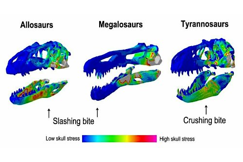 Tyrannosaur evolution, behaviour, and biomechanics