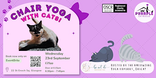 Chair Yoga with Cats!