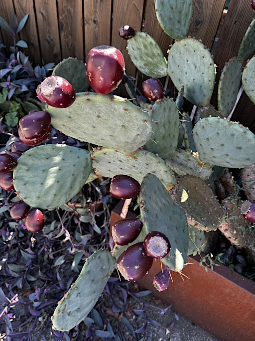 Grow & Gather: Prickly Pear (*rescheduled*)