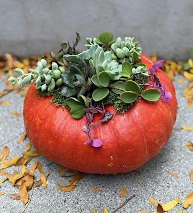 Succulent Pumpkin Workshop with Myrtle&Poppy