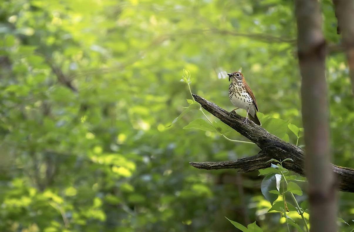 Fall Migration Photography & Bird Walk