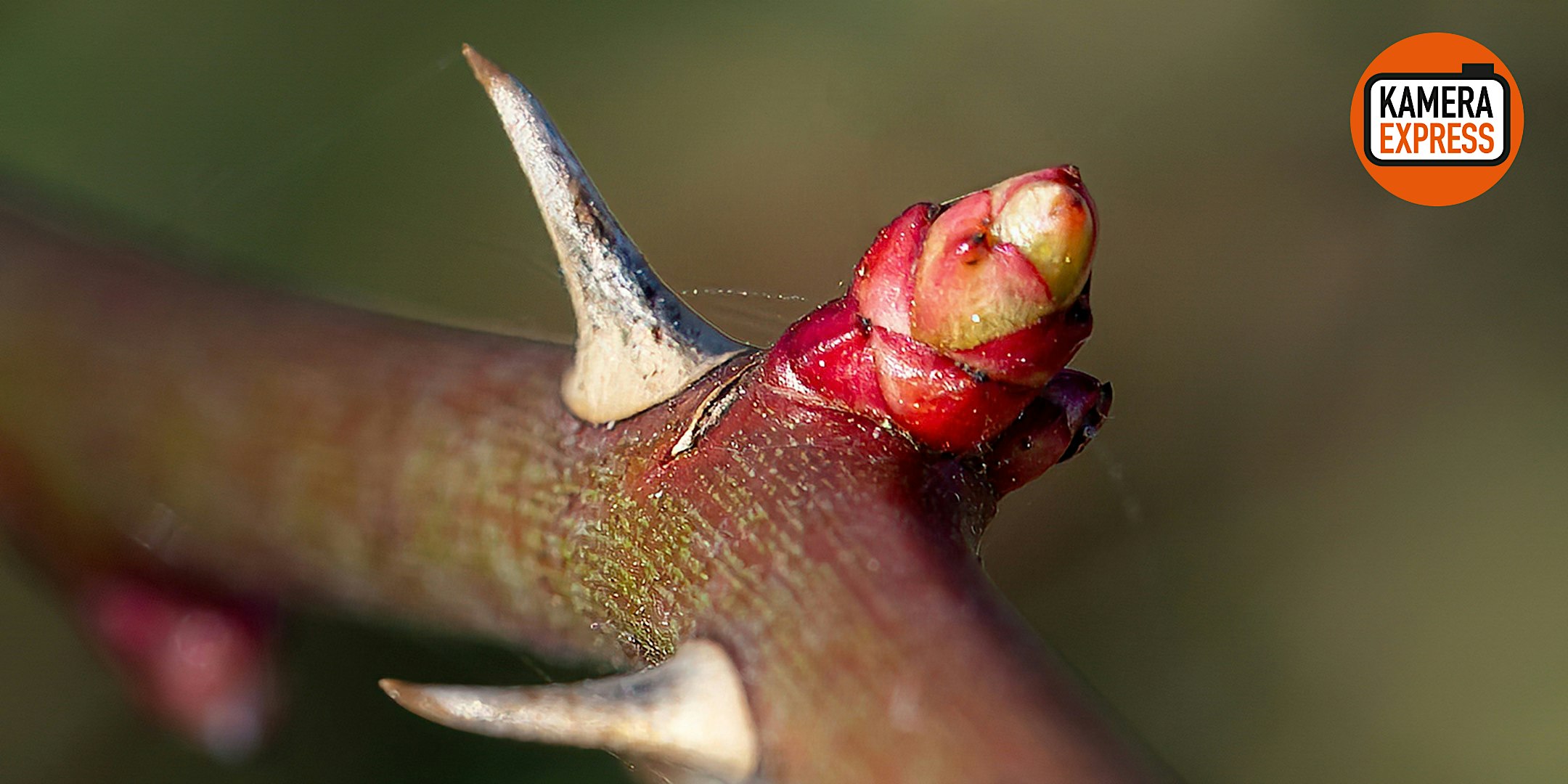 Fotowalk: Kleine Motive, bewusst wahrnehmen