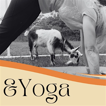 Goats & Yoga