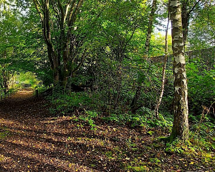Den Building in the Summerlee Woods