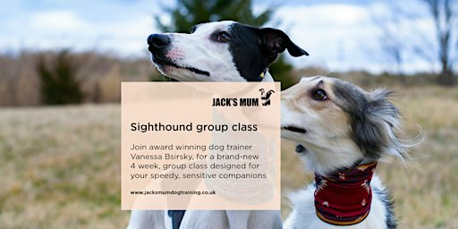 Sighthound Life Skills & Recall Class | 4-Week Specialised Course