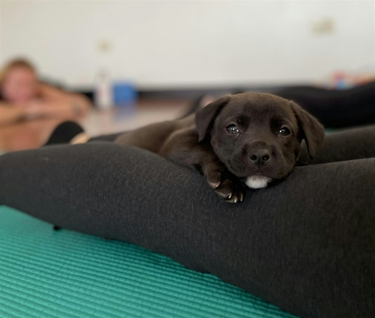 Rescue Puppy Yoga @ Genesis Health Club Greenwood Village