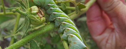 Garden Bugs