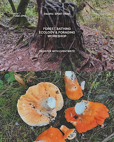 Forest Bathing, Ecology & Foraging Workshop