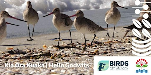 Kia Ora Kuaka |  Hello Godwits