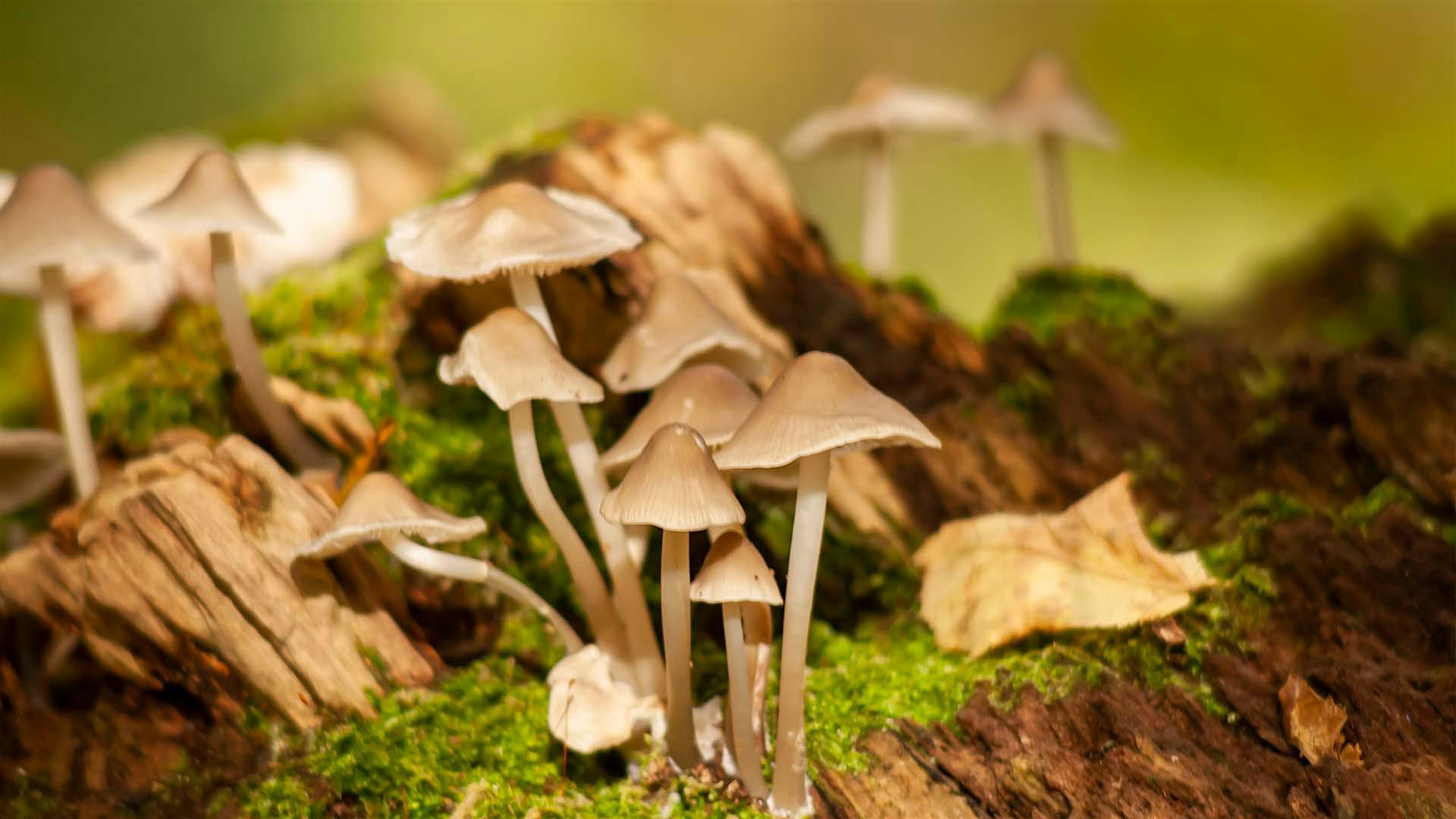 Sortie "Balade au pays des champignons" à Galfingue