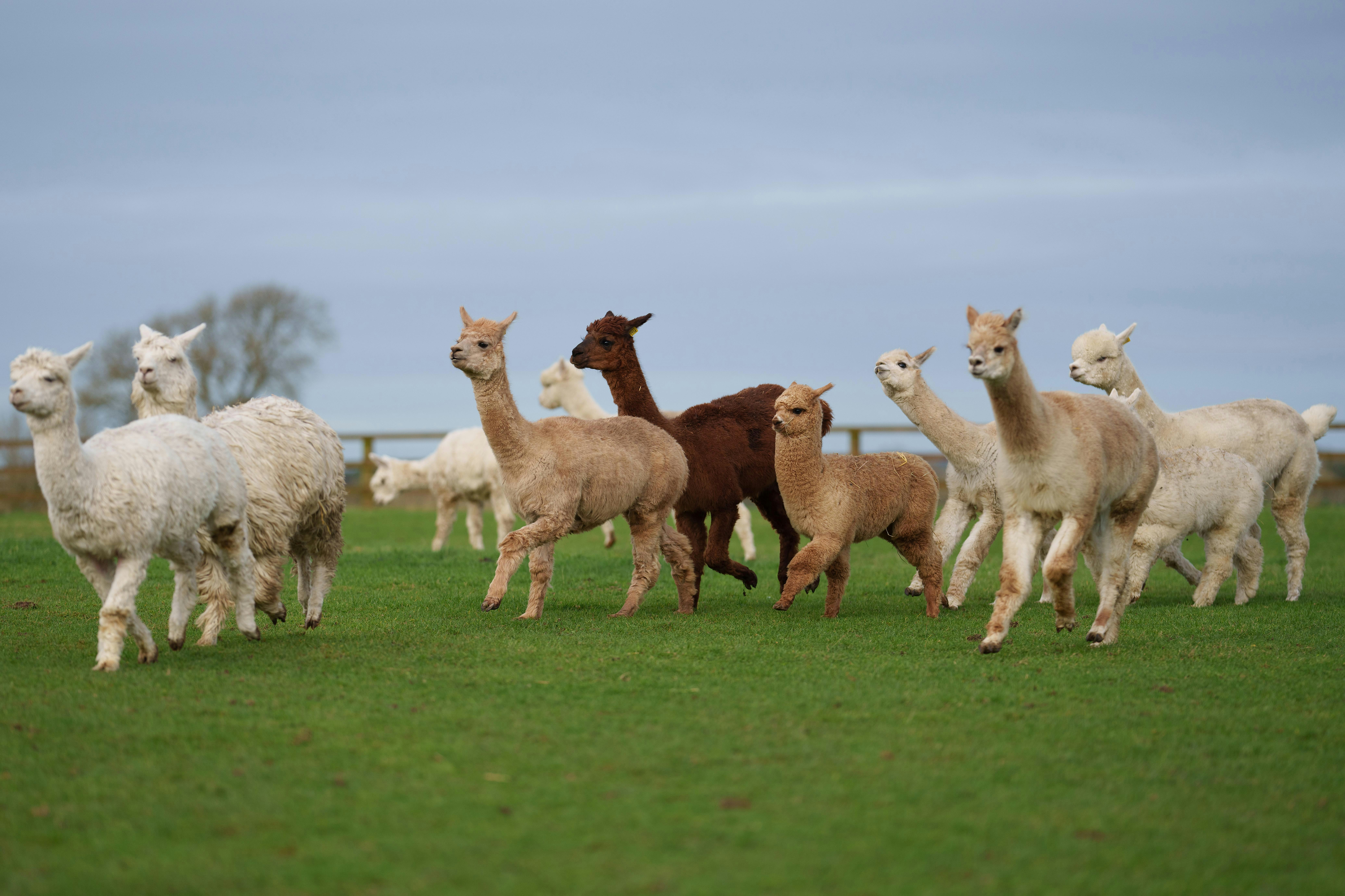 Alpaca Trekking