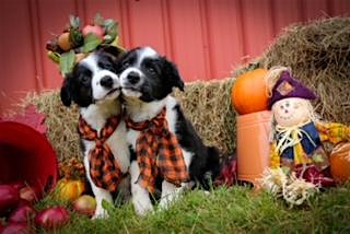 PAWS AND PUMPKINS