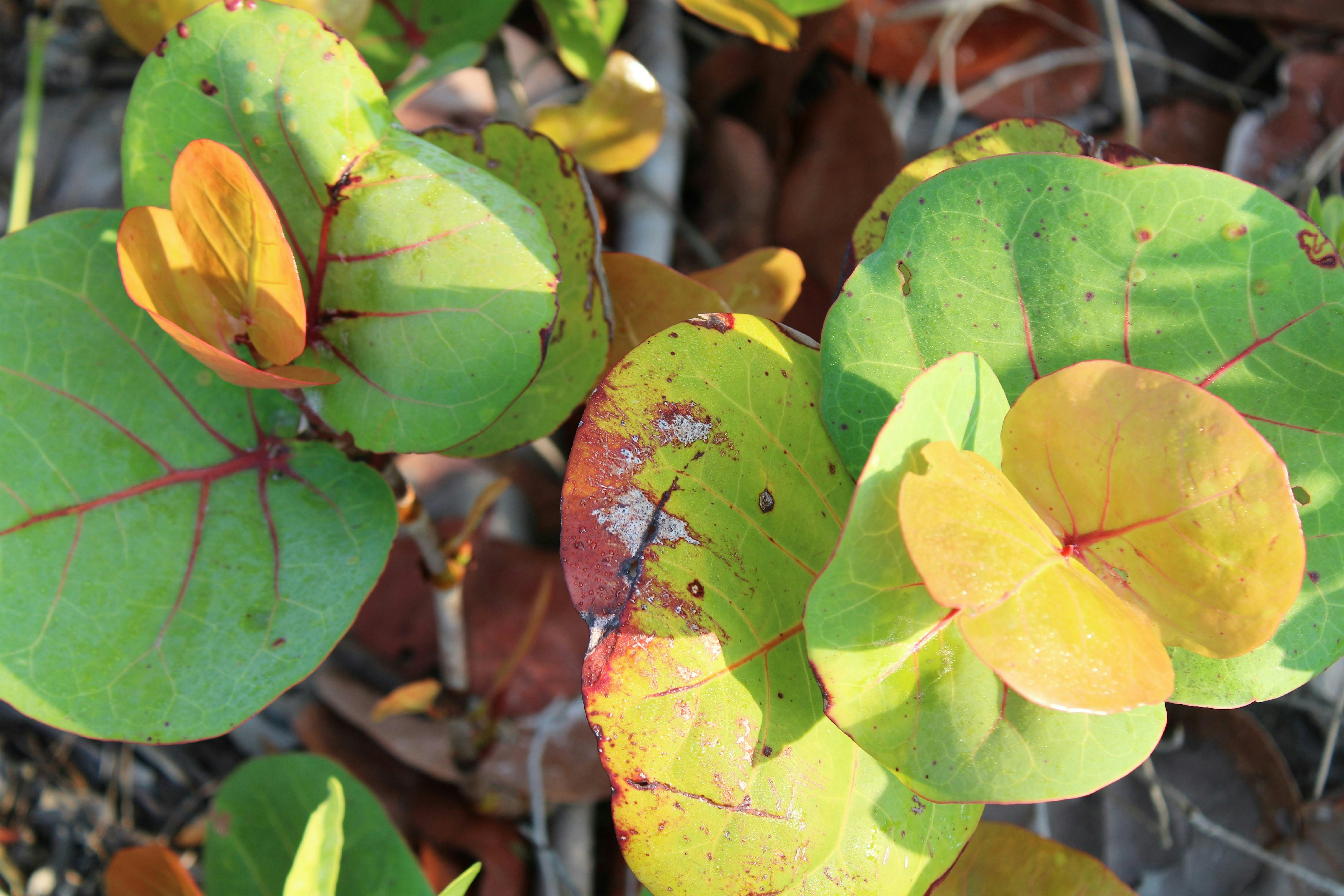 Salt Tolerant Plants for Coastal Landscapes