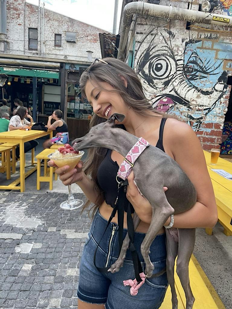 Italian Greyhound Puppy Pub Crawl