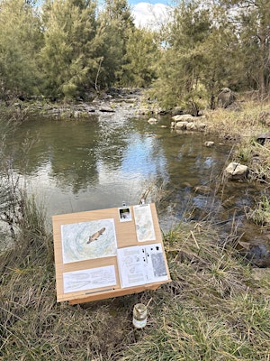 Platypus Observation & Painting Experience